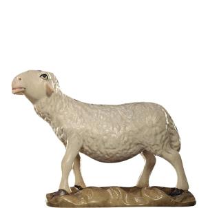 Pecora guardante