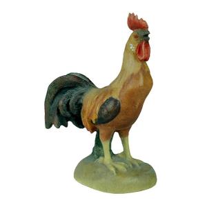 Gallo nuovo         per