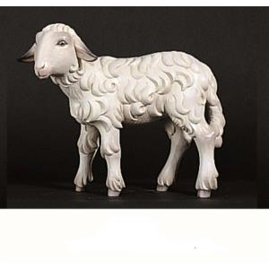 Agnello