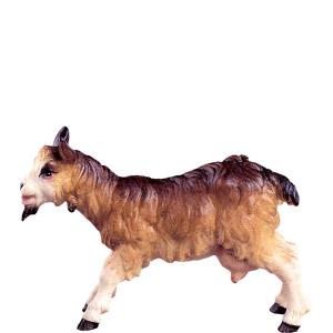 Capra D.K.