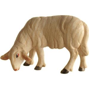 Pecora brucante