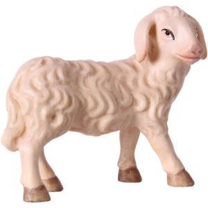 Pecora