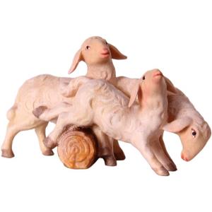Gruppo di pecore OTTO