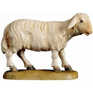 Pecora belante