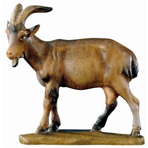 Capra - testa a sinistra