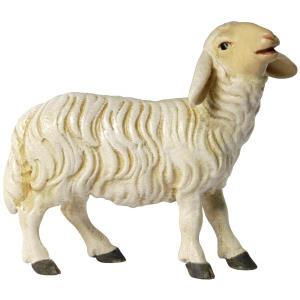 Pecora belante