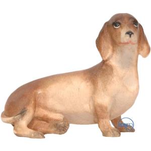 Dachshund