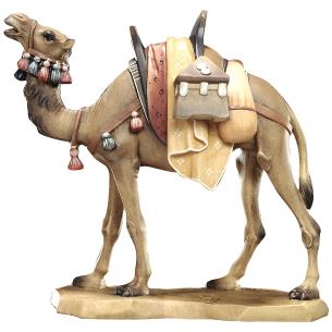 Camel