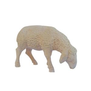 Pecora