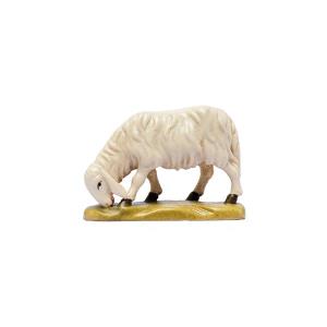 IN W.b.Sheep eating