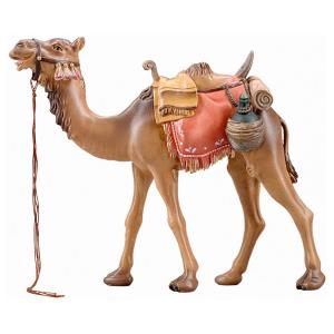 IN Camel