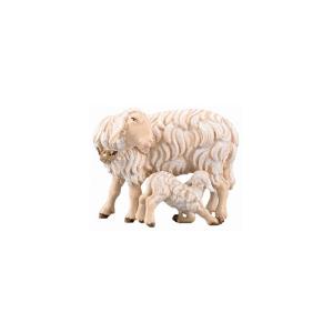 IN Pecora con agnello lattante
