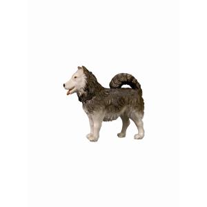 IN Hund Spitz