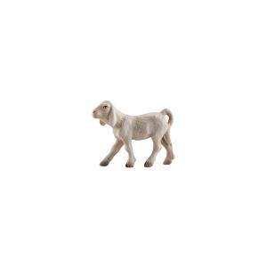 IN Agnello sinistro