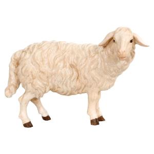 Pecora in piedi con sguardo rivolto a destra