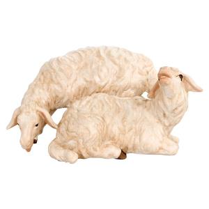 Gruppo di pecore