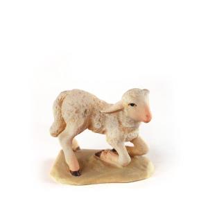 Sheep kneeling