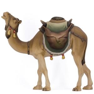 Kamel stehend