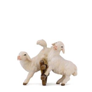 Pecorelle su siepe