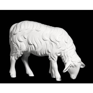 Fatima Sheep