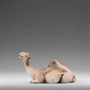 Dromedary lying