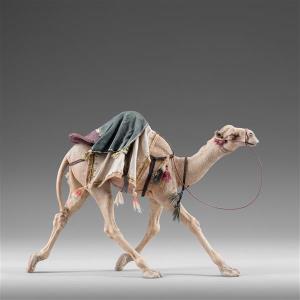 Running Dromedary for kings Immanuel