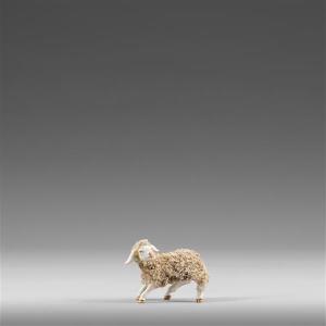 Agnello
