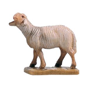 Sheep standing