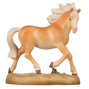 cavallo