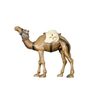 Camel