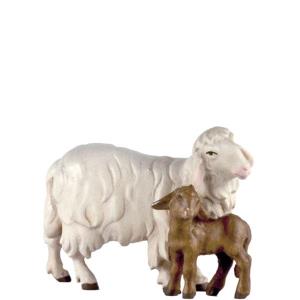 Pecora con 1 agnello