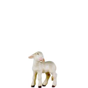 Agnellino sulla destra