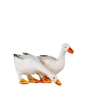 Anatre - coppia    