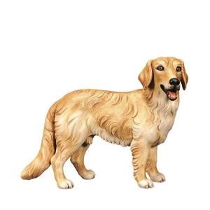 Golden Retriver
