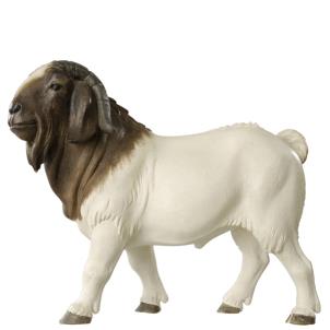 Burenziegenbock