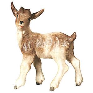 Zicklein stehend