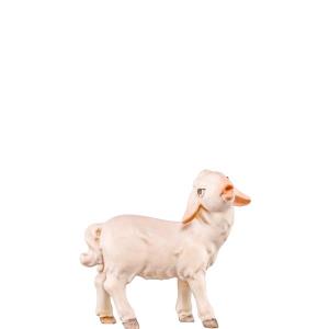 Lamb standing Artis