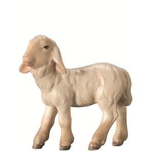 Agnello