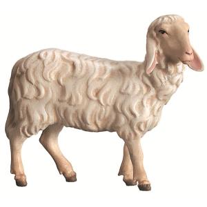 Sheep standing