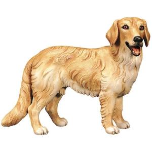 Golden Redriever