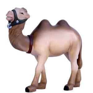 Camel