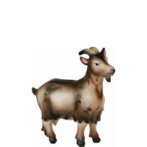 Capra