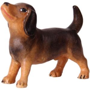 Dachshund OTTO