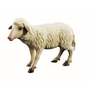 Stehendes Schaf