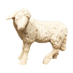 Stehendes Schaf