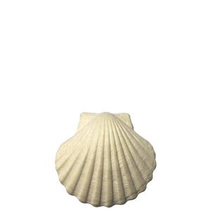 Scallop