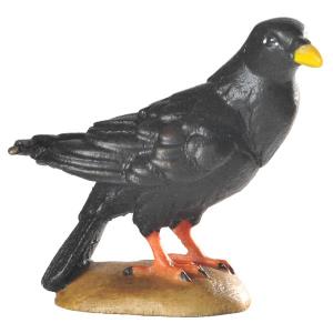 Gracchio alpino