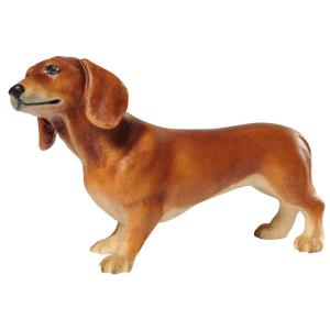 Dachshund