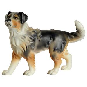 Australian shepherd dog