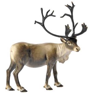 Reindeer